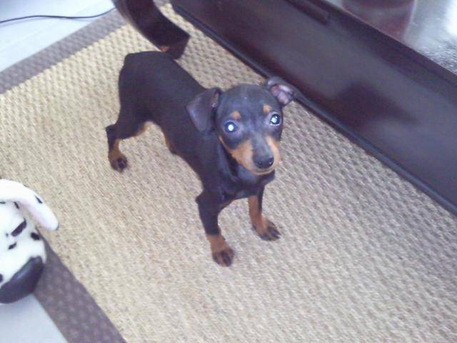 Pinscher nain, Easy - Pinscher Nain