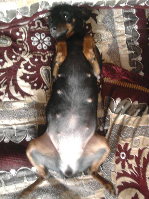 pinscher nain TCHOUPETTE - Pinscher Nain