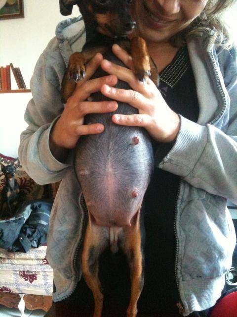 tchoupette pinscher nain - Pinscher Nain