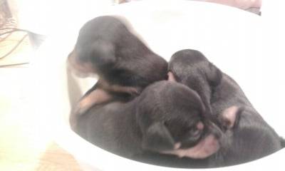Magnifique chiot type pinscher nain non lof - Pinscher Nain