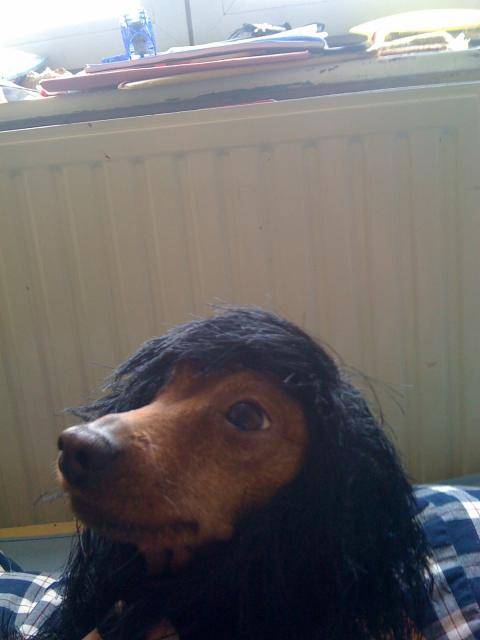 cyrano pinscher nain - Pinscher Nain