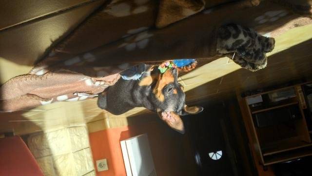 pinscher nain-hatchi- - Pinscher Nain