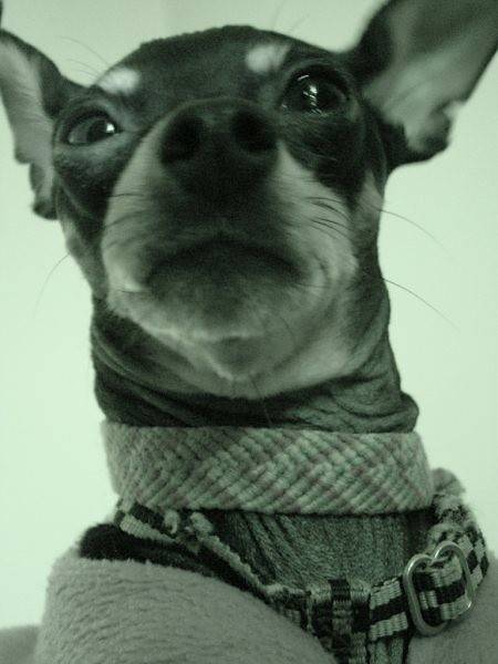 Lady - Photo Pinscher nain - Pinscher Nain