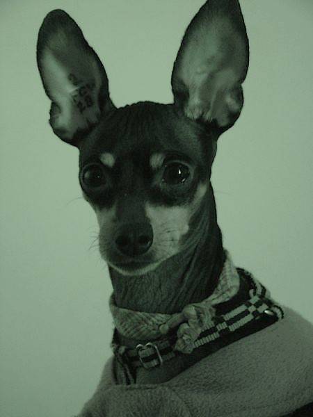 Lady 4 ans - Race Pinscher nain - Pinscher Nain (4 ans)