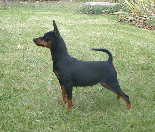 Comtesse Elevage Obreïka - Pinscher Nain