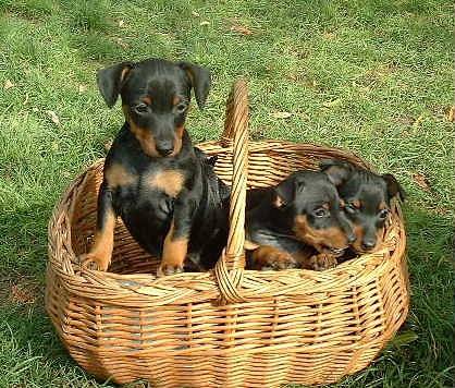 Chiots pinschers nains Elevage Obreïka - Pinscher Nain