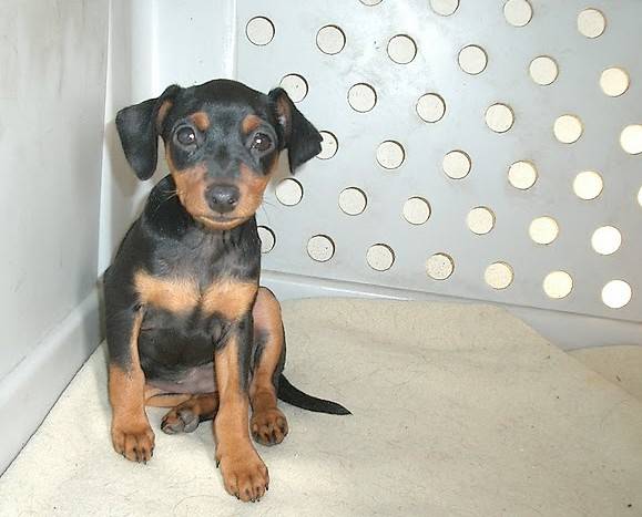 Chiot pinscher nain, Evokaly - Pinscher Nain