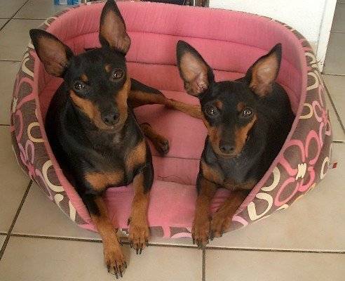Evolette et Cirka Evokaly - Pinscher Nain