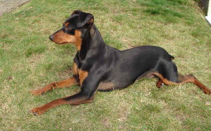 Flam pinscher mâle de 3 ans - Pinscher Nain (3 ans)