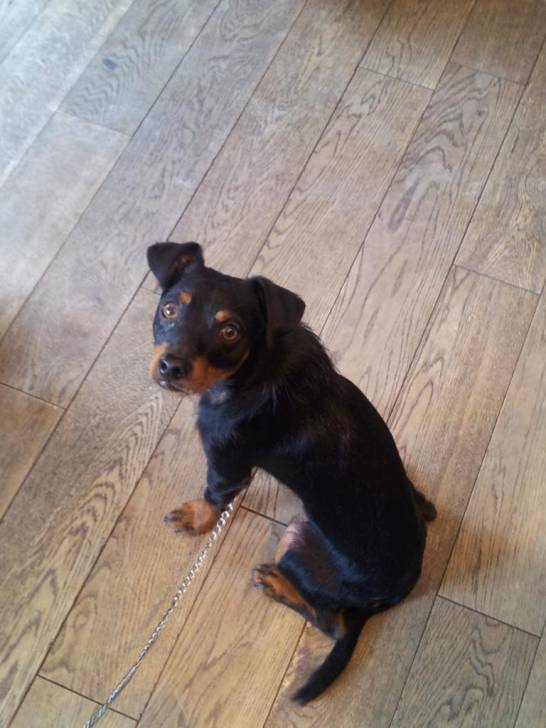 lucky - Pinscher Nain