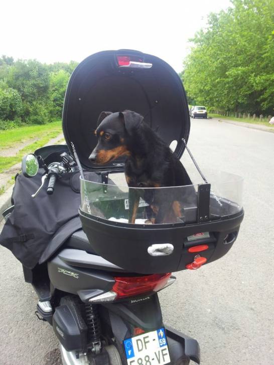 Lucky en scooter - Pinscher Nain