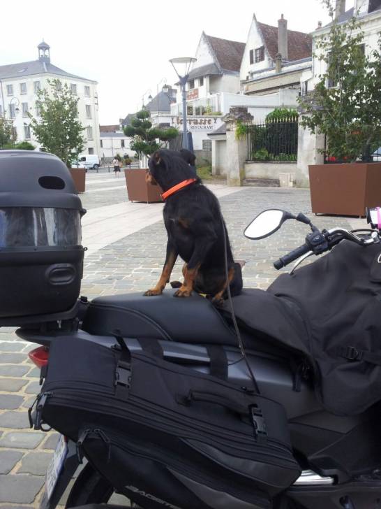 Lucky en scooter - Pinscher Nain