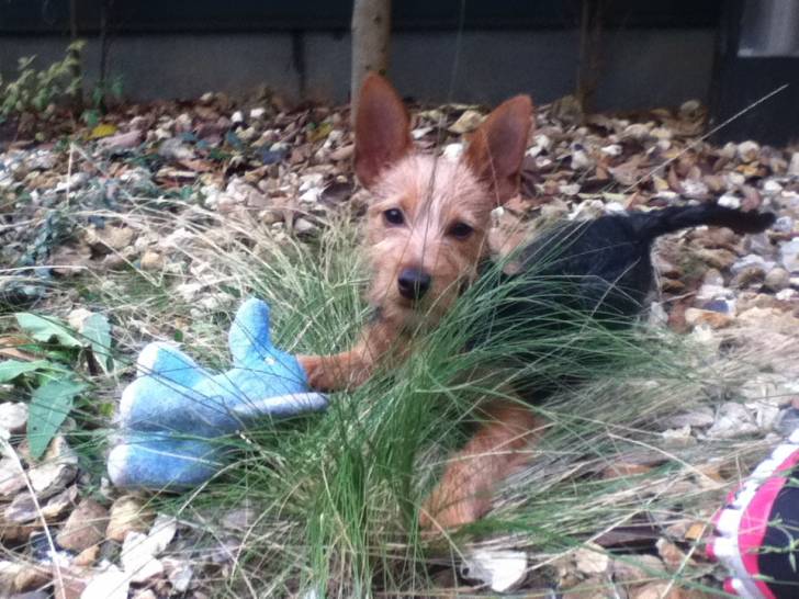 Petite Nicky qui pose - Pinscher Nain (3 mois)