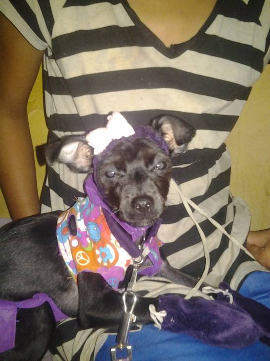 camy - Pinscher Nain (1 an)