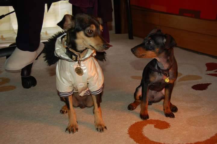 Lady (left) and Hermes (right) - Pinscher Nain