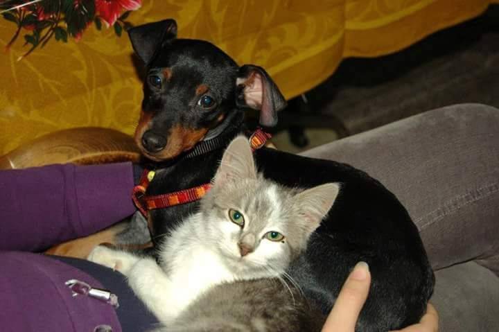 Hermes (dog) and Hera (cat) - Pinscher Nain