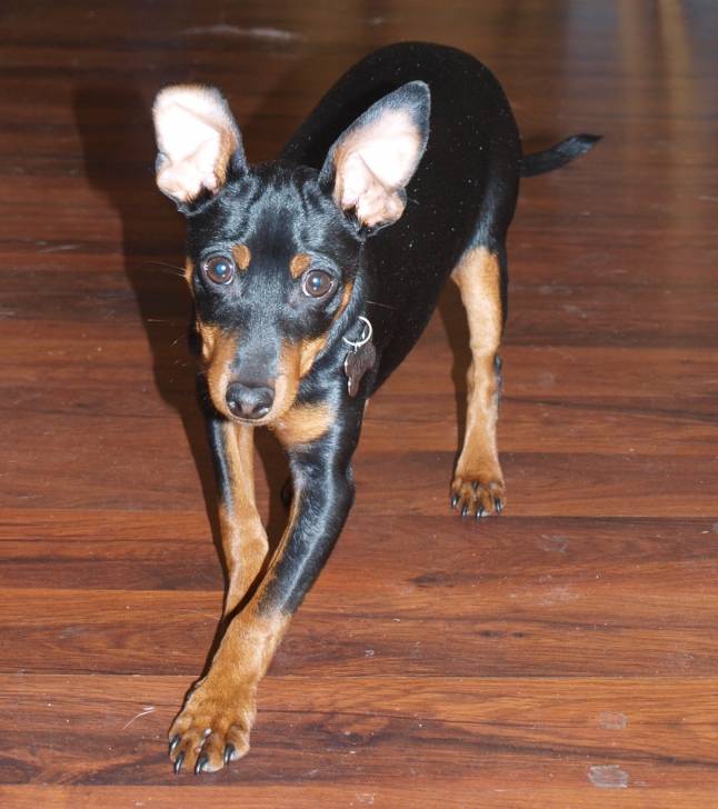 bipper - Pinscher Nain Mâle (1 an)