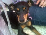 Garra - Pinscher Nain Femelle (5 ans)