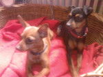 tangana et kimi - Pinscher Nain Mâle (2 ans)