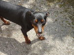 wallas - Pinscher Nain Mâle (2 ans)