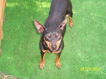 Lassie - Pinscher Nain Femelle (5 ans)