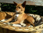 Nelly - Pinscher Nain Femelle (3 ans)