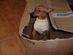 Chipie - Pinscher Nain Femelle (2 ans)