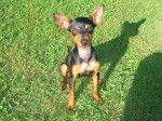 Flip - Pinscher Nain Mâle (1 an)