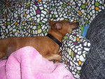 Giny - Pinscher Nain Femelle (18 ans)