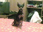 Grace - Pinscher Nain Femelle (3 ans)