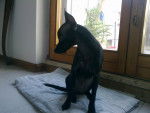 Olly - Pinscher Nain Femelle (7 mois)