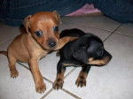 bibo et leni - Pinscher Nain Femelle (7 mois)