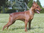 Pinscher Nain - Pinscher Nain