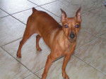 UTOPIA - PINSCHER NAIN fauve - Pinscher Nain Femelle