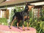 Pinscher nain Multi.Champion Ugo Tornado du Blue Saint Germer - Pinscher Nain
