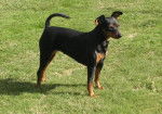 pinscher nain Multi.Championne Uga Torrida du Fort Napoléon Trois - Pinscher Nain