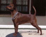 pinscher nain Championne Ulia Blackout du Blue Saint Germer - Pinscher Nain