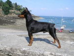 pinscher nain Rouky Du Fort Napoléon III - Pinscher Nain