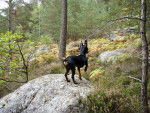 pinscher nain yoshi - Pinscher Nain