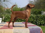 Pinscher nain,Champion Ugor Cheeky Boy - Pinscher Nain