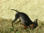 Cayenne Pinscher nain 5 mois - Pinscher Nain (5 mois)