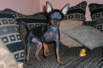 Cayenne Pinscher nain 5 mois - Pinscher Nain (5 mois)