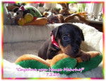 cayenne pinscher nain de 4 semaines.. - Pinscher Nain