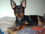 klein pinscher nain - Pinscher Nain
