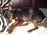 klein pinscher nain - Pinscher Nain