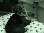 PINSCHER NAIN-ROSE - Pinscher Nain