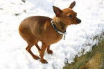 Pinscher nain : vodka - Pinscher Nain
