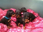 chiot pinscher nain - Pinscher Nain