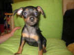 Pinscher nain - Alphonse - Pinscher Nain