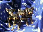 Pinschers nains - Pinscher Nain Femelle